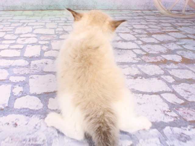 大阪府のラグドール (Coo&RIKU茶屋町店/2026年1月22日生まれ/男の子/シールリンクスポイントバイカラー)の子猫の4枚目の画像