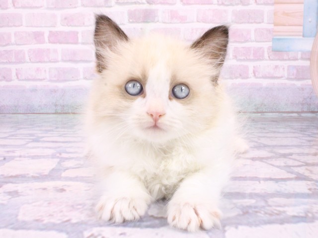 兵庫県のラグドール (Coo&RIKU丹波店/2026年1月22日生まれ/男の子/シールポイントバイカラー)の子猫の1枚目の画像