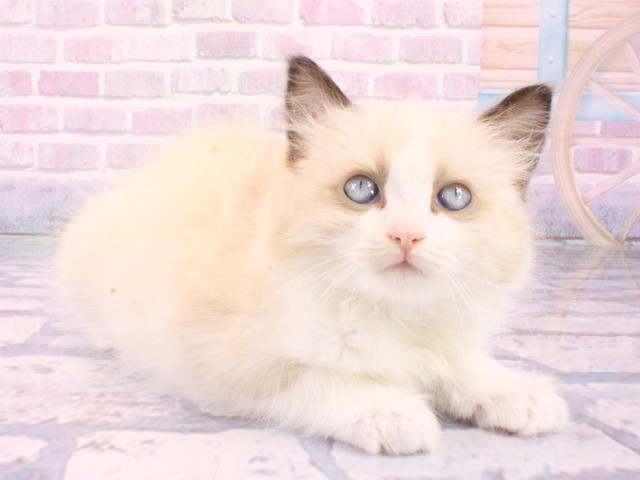 兵庫県のラグドール (Coo&RIKU丹波店/2026年1月22日生まれ/男の子/シールポイントバイカラー)の子猫の2枚目の画像