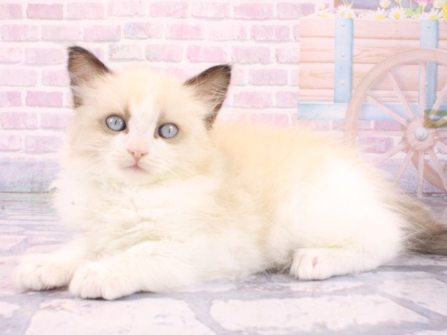 兵庫県のラグドール (Coo&RIKU丹波店/2026年1月22日生まれ/男の子/シールポイントバイカラー)の子猫の3枚目の画像