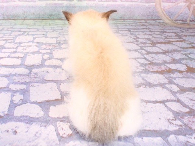 兵庫県のラグドール (Coo&RIKU丹波店/2026年1月22日生まれ/男の子/シールポイントバイカラー)の子猫の4枚目の画像