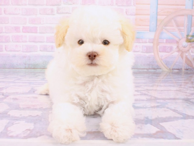 大阪府のトイプードル(トイ) (Coo&RIKU松原店/2026年1月25日生まれ/男の子/ホワイト)の子犬の1枚目の画像