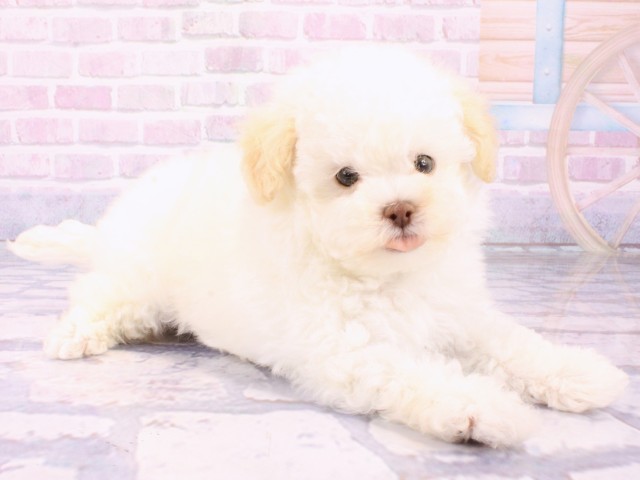 大阪府のトイプードル(トイ) (Coo&RIKU松原店/2026年1月25日生まれ/男の子/ホワイト)の子犬の2枚目の画像