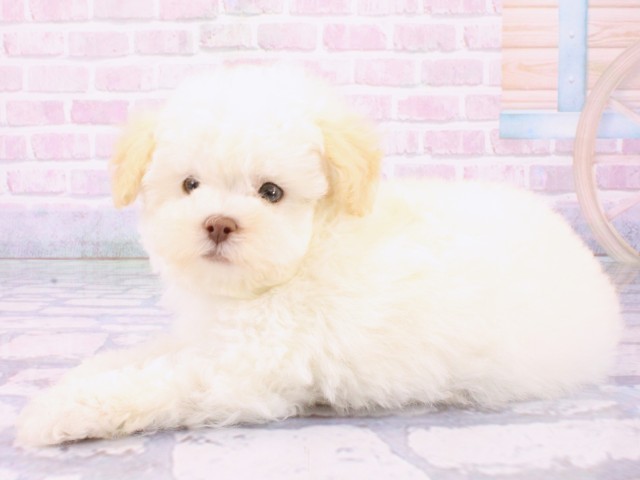 大阪府のトイプードル(トイ) (Coo&RIKU松原店/2026年1月25日生まれ/男の子/ホワイト)の子犬の3枚目の画像