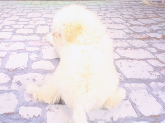 大阪府のトイプードル(トイ) (Coo&RIKU松原店/2026年1月25日生まれ/男の子/ホワイト)の子犬の4枚目の画像