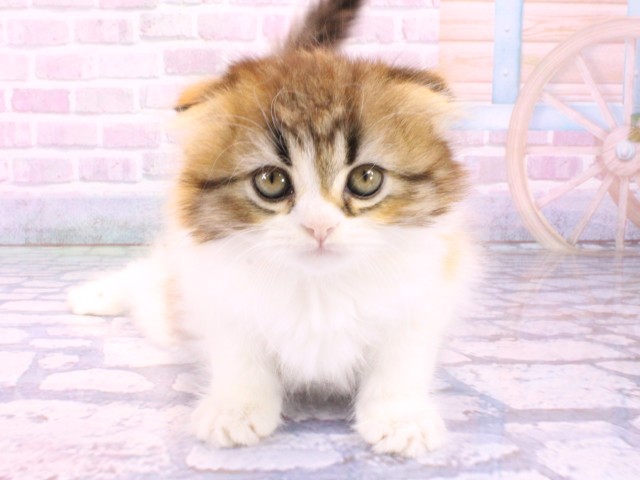 東京都のフォールデックス (Coo&RIKU吉祥寺店/2026年1月23日生まれ/女の子/ブラウンパッチドマッカレルタビーホワイト)の子猫の1枚目の画像