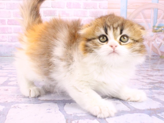 東京都のフォールデックス (Coo&RIKU吉祥寺店/2026年1月23日生まれ/女の子/ブラウンパッチドマッカレルタビーホワイト)の子猫の2枚目の画像