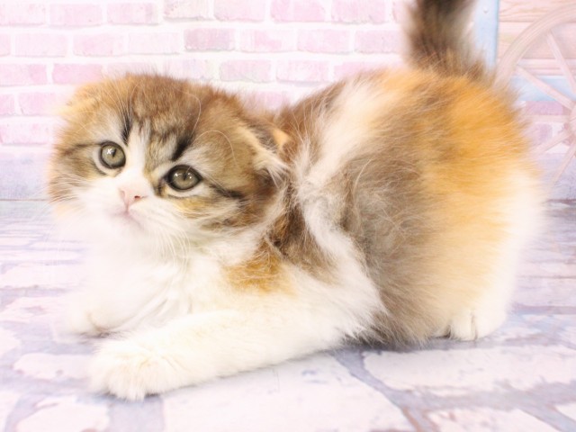 東京都のフォールデックス (Coo&RIKU吉祥寺店/2026年1月23日生まれ/女の子/ブラウンパッチドマッカレルタビーホワイト)の子猫の3枚目の画像