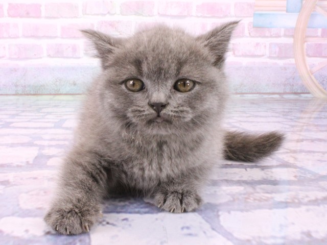 ブリティッシュショートヘアー