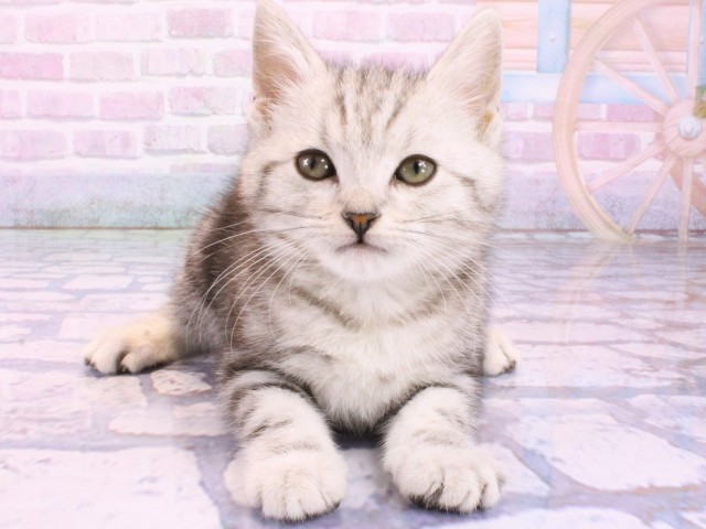 兵庫県のアメリカンショートヘアー (Coo&RIKU神戸東灘店/2026年1月19日生まれ/女の子/シルバータビー)の子猫の1枚目の画像