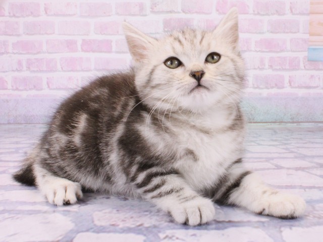 兵庫県のアメリカンショートヘアー (Coo&RIKU神戸東灘店/2026年1月19日生まれ/女の子/シルバータビー)の子猫の2枚目の画像