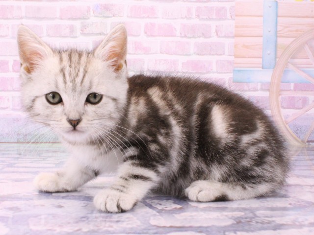 兵庫県のアメリカンショートヘアー (Coo&RIKU神戸東灘店/2026年1月19日生まれ/女の子/シルバータビー)の子猫の3枚目の画像