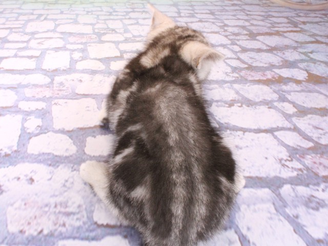 兵庫県のアメリカンショートヘアー (Coo&RIKU神戸東灘店/2026年1月19日生まれ/女の子/シルバータビー)の子猫の4枚目の画像