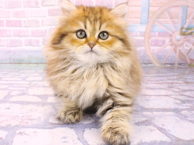 滋賀県のミヌエット (Coo&RIKU長浜店/2026年1月10日生まれ/男の子/ブラウンタビー)の子猫