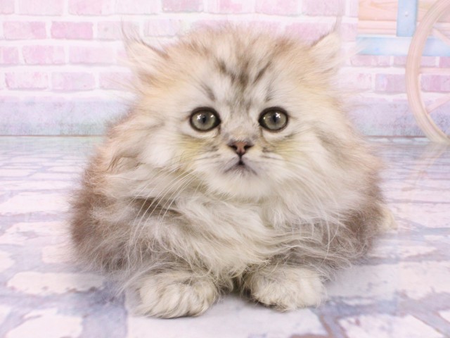 東京都のミヌエット (Coo&RIKU池袋西口店/2026年1月10日生まれ/女の子/チンチラシルバー)の子猫の1枚目の画像