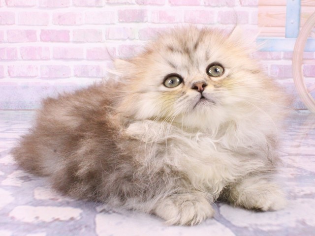 東京都のミヌエット (Coo&RIKU池袋西口店/2026年1月10日生まれ/女の子/チンチラシルバー)の子猫の2枚目の画像