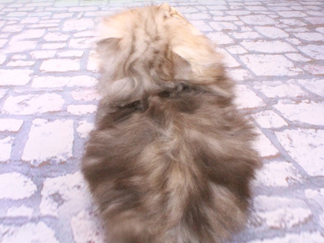 東京都のミヌエット (Coo&RIKU池袋西口店/2026年1月10日生まれ/女の子/チンチラシルバー)の子猫の4枚目の画像