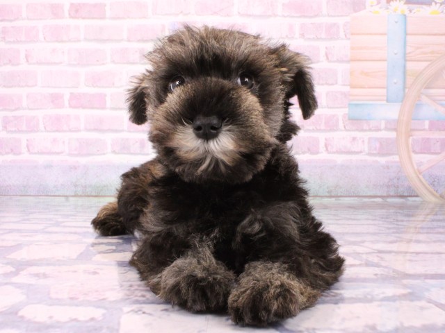 滋賀県のミニチュアシュナウザー (Coo&RIKU長浜店/2026年1月21日生まれ/女の子/ソルトペッパー)の子犬