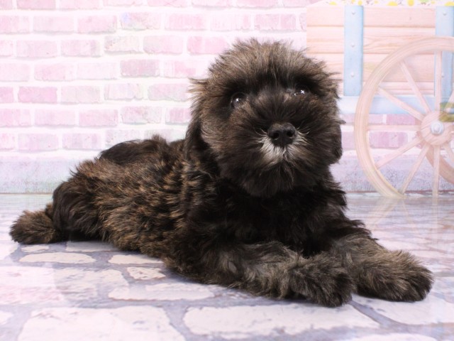 大阪府のミニチュアシュナウザー (Coo&RIKU松原店/2026年1月21日生まれ/女の子/ソルトペッパー)の子犬の2枚目の画像