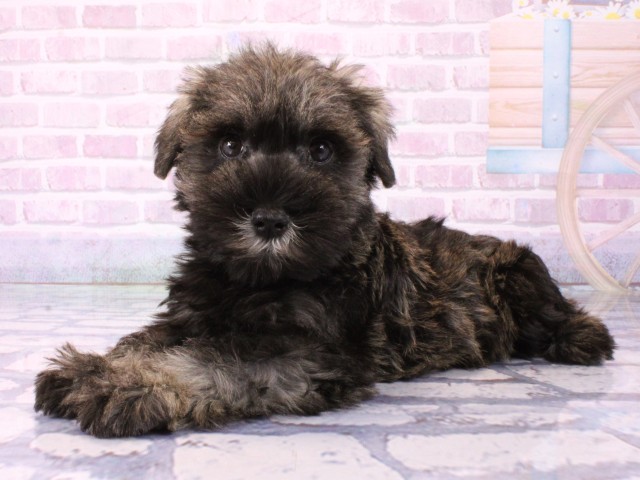 大阪府のミニチュアシュナウザー (Coo&RIKU松原店/2026年1月21日生まれ/女の子/ソルトペッパー)の子犬の3枚目の画像