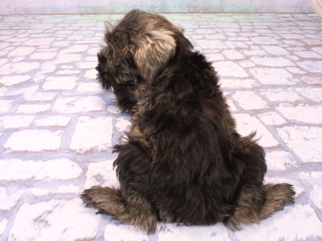 大阪府のミニチュアシュナウザー (Coo&RIKU松原店/2026年1月21日生まれ/女の子/ソルトペッパー)の子犬の4枚目の画像