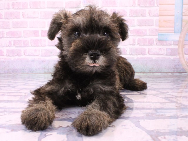 兵庫県のミニチュアシュナウザー (Coo&RIKU姫路店/2026年1月21日生まれ/女の子/ソルトペッパー)の子犬