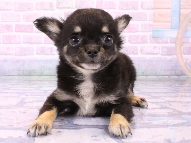 奈良県のチワワ(ロング) (Coo&RIKU奈良新庄店/2026年1月20日生まれ/男の子/ブラックタンホワイト)の子犬