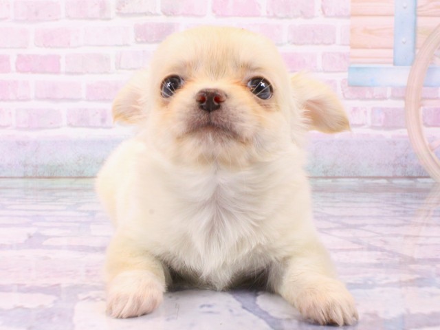 京都府のチワワ(ロング) (Coo&RIKU京都店/2026年1月25日生まれ/女の子/クリームホワイト)の子犬の1枚目の画像