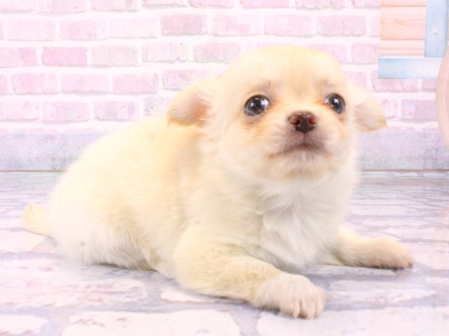 京都府のチワワ(ロング) (Coo&RIKU京都店/2026年1月25日生まれ/女の子/クリームホワイト)の子犬の2枚目の画像