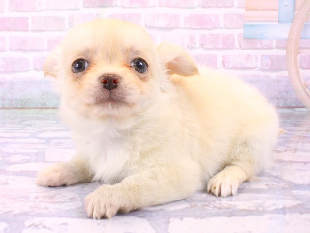 京都府のチワワ(ロング) (Coo&RIKU京都店/2026年1月25日生まれ/女の子/クリームホワイト)の子犬の3枚目の画像