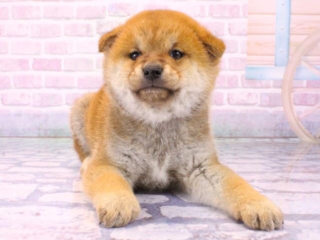 大阪府の豆柴 (Coo&RIKU枚方店/2026年1月23日生まれ/男の子/赤)の子犬の1枚目の画像