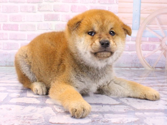 大阪府の豆柴 (Coo&RIKU枚方店/2026年1月23日生まれ/男の子/赤)の子犬の2枚目の画像