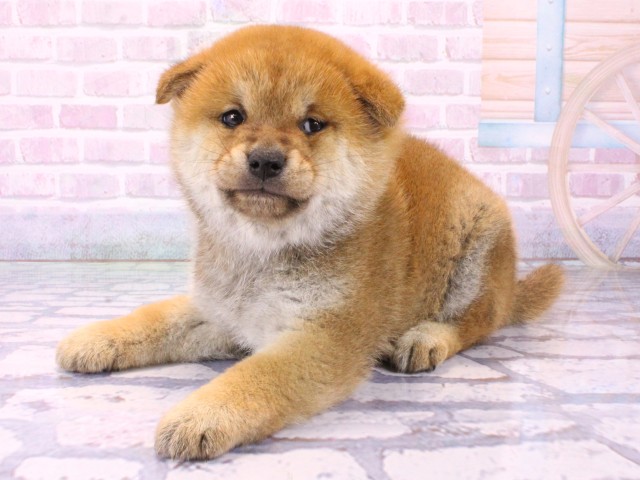 大阪府の豆柴 (Coo&RIKU枚方店/2026年1月23日生まれ/男の子/赤)の子犬の3枚目の画像