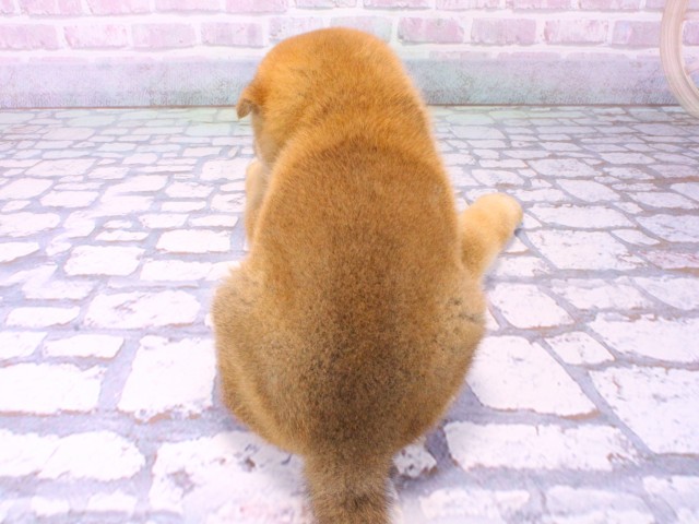 大阪府の豆柴 (Coo&RIKU枚方店/2026年1月23日生まれ/男の子/赤)の子犬の4枚目の画像