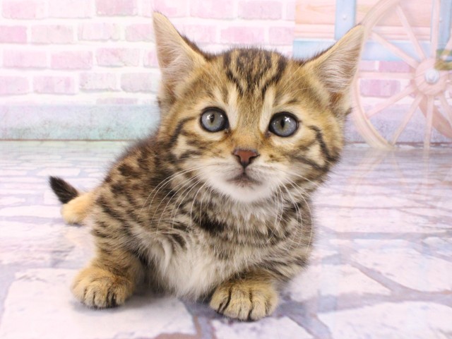 東京都のジェネッタ (Coo&RIKU池袋西口店/2026年1月25日生まれ/女の子/ブラウンスポットタビー)の子猫の1枚目の画像