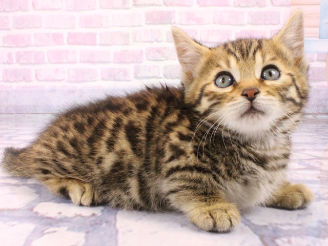 東京都のジェネッタ (Coo&RIKU池袋西口店/2026年1月25日生まれ/女の子/ブラウンスポットタビー)の子猫の2枚目の画像