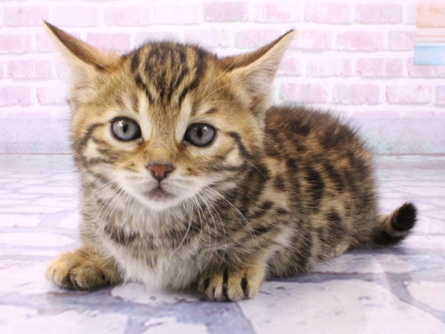 東京都のジェネッタ (Coo&RIKU池袋西口店/2026年1月25日生まれ/女の子/ブラウンスポットタビー)の子猫の3枚目の画像