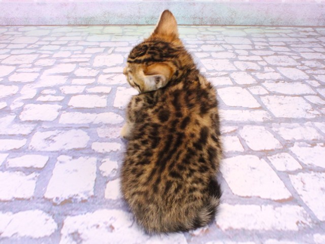 東京都のジェネッタ (Coo&RIKU池袋西口店/2026年1月25日生まれ/女の子/ブラウンスポットタビー)の子猫の4枚目の画像