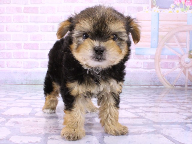 兵庫県のマルキー/マルヨーキー(マルチーズ×ヨークシャーテリア) (Coo&RIKU三木店/2026年1月25日生まれ/男の子/ブラックタン)の子犬
