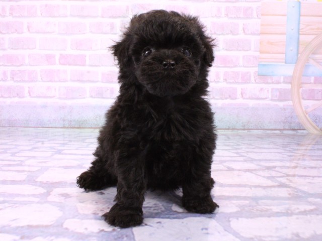 兵庫県のトイプードル(トイ) (Coo&RIKU姫路店/2026年1月22日生まれ/男の子/ブラック)の子犬