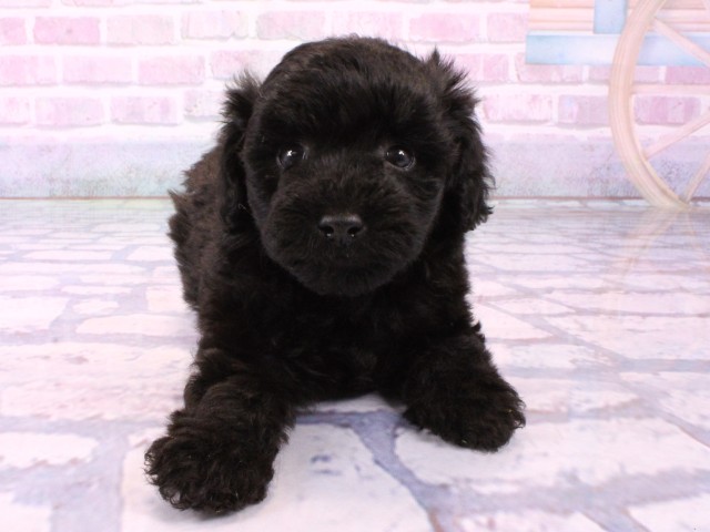 兵庫県のトイプードル(トイ) (Coo&RIKU三木店/2026年1月22日生まれ/男の子/ブラック)の子犬の1枚目の画像