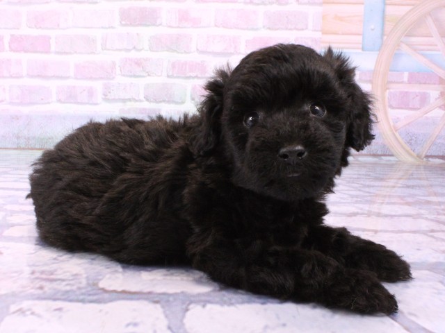 兵庫県のトイプードル(トイ) (Coo&RIKU三木店/2026年1月22日生まれ/男の子/ブラック)の子犬の2枚目の画像