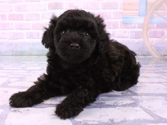 兵庫県のトイプードル(トイ) (Coo&RIKU三木店/2026年1月22日生まれ/男の子/ブラック)の子犬の3枚目の画像