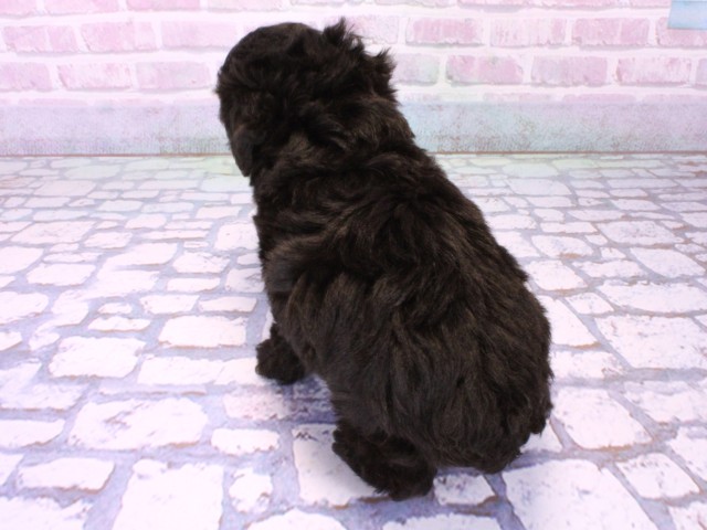 兵庫県のトイプードル(トイ) (Coo&RIKU三木店/2026年1月22日生まれ/男の子/ブラック)の子犬の4枚目の画像