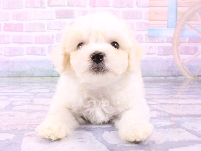 ビション・フリーゼ