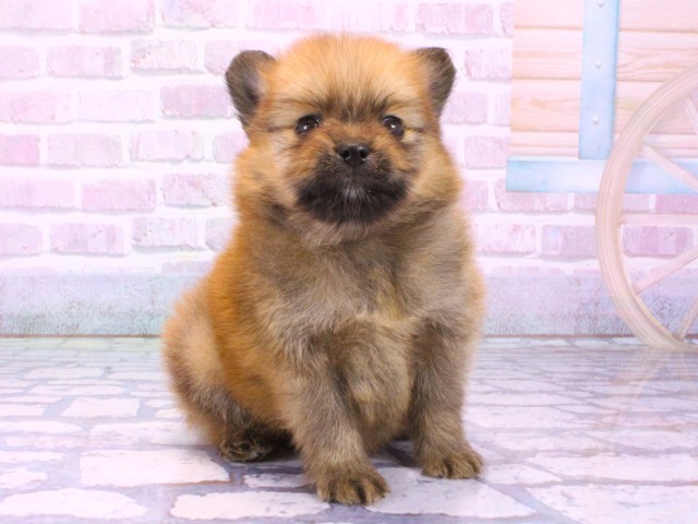 大阪府のポメラニアン (Coo&RIKU枚方店/2026年1月22日生まれ/男の子/オレンジ)の子犬の1枚目の画像
