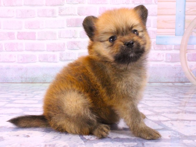 大阪府のポメラニアン (Coo&RIKU枚方店/2026年1月22日生まれ/男の子/オレンジ)の子犬の2枚目の画像
