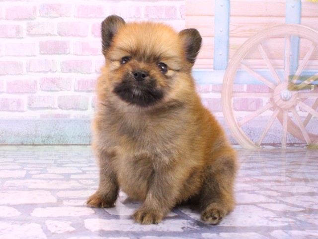 大阪府のポメラニアン (Coo&RIKU枚方店/2026年1月22日生まれ/男の子/オレンジ)の子犬の3枚目の画像