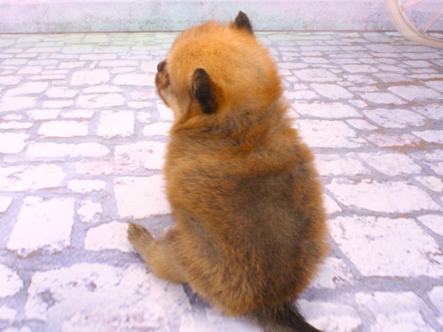 大阪府のポメラニアン (Coo&RIKU枚方店/2026年1月22日生まれ/男の子/オレンジ)の子犬の4枚目の画像