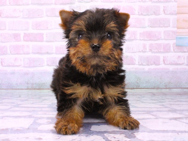 大阪府のヨークシャーテリア (Coo&RIKU心斎橋店/2026年1月25日生まれ/女の子/スチールブルータン)の子犬の1枚目の画像